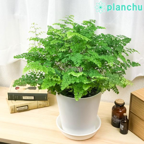 観葉植物 シダ アジアンタム フリッツルーシー 6号鉢 受け皿付き 育て方説明書付き Adiantum Raddianum Fritz Luthi 0071 プランチュ Yahoo 店 通販 Yahoo ショッピング