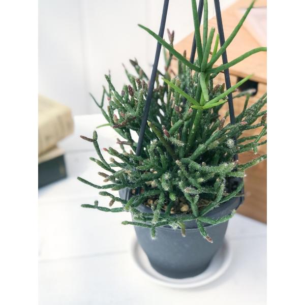 サボテン リプサリス バルチェリー 3 5号吊り鉢 Rhipsalis Burchelli 0087 プランチュ Yahoo 店 通販 Yahoo ショッピング