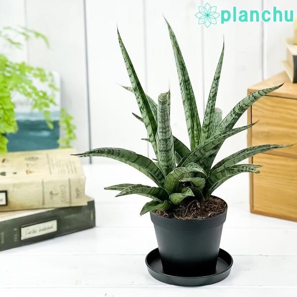 多肉植物 サンスベリア レディチャーム 3号ポット 育て方説明書付き Sansevieria Lady Charm 0116 プランチュ Yahoo 店 通販 Yahoo ショッピング
