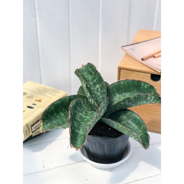 多肉植物 サンスベリア ドラゴンウィング 4号ポット Sansevieria Buyee Buyee Japanese Proxy Service Buy From Japan Bot Online