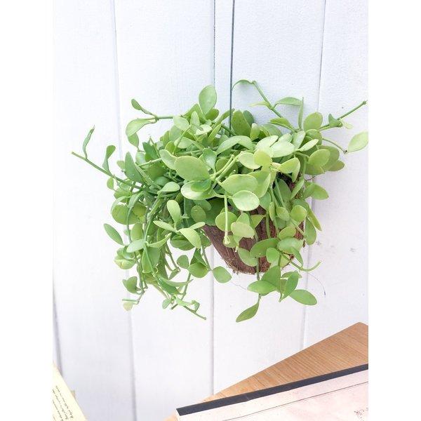 多肉植物 ディスキディア ベンガレンシス 吊り下げタイプ Dischidia Bengalensis 0132 プランチュ Yahoo 店 通販 Yahoo ショッピング