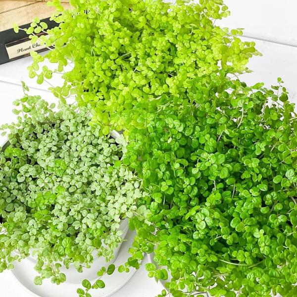 観葉植物 ソレイロリア ベビーティアーズ 3 5号鉢 3色セット 受け皿付き 育て方説明書付き Soleirolia Soleirolii Buyee Buyee Jasa Perwakilan Pembelian Barang Online Di Jepang