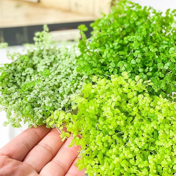 観葉植物 ソレイロリア ベビーティアーズ 3 5号鉢 3色セット 受け皿付き 育て方説明書付き Soleirolia Soleirolii Buyee Buyee 提供一站式最全面最專業現地yahoo Japan拍賣代bid代拍代購服務 Bot Online