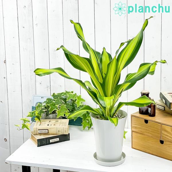 観葉植物 ドラセナ ゴールドコード 6号鉢 Draceana Gold Code 0161 プランチュ Yahoo 店 通販 Yahoo ショッピング
