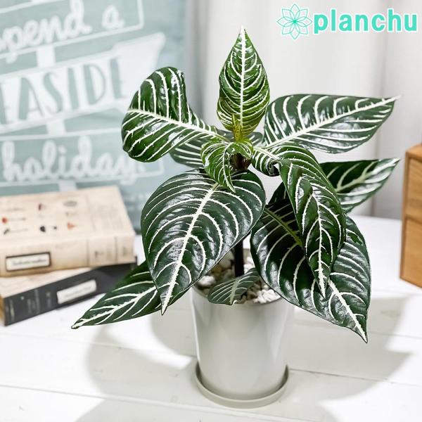 観葉植物 アフェランドラ ダニア 6号鉢 Aphelandra Squarrosa Dania 0181 プランチュ Yahoo 店 通販 Yahoo ショッピング