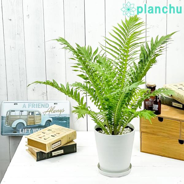 セール 観葉植物 西洋シダ植物 ブレクナム シルバーレディー 陶器鉢 シロゼオライト New限定品 R4urealtygroup Com