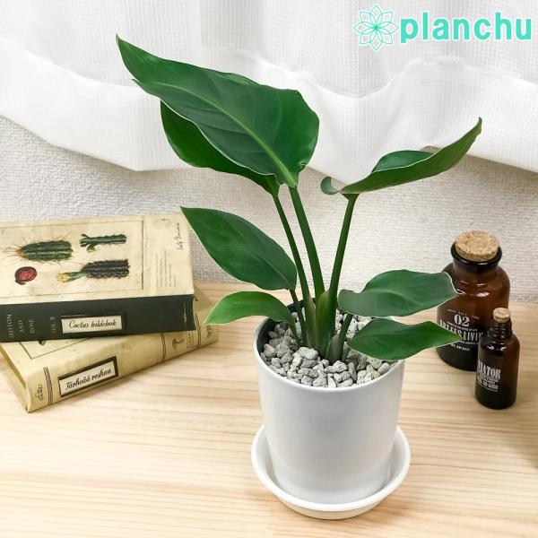 観葉植物 ストレリチア オーガスタ 4号鉢 受け皿付き 育て方説明書付き Strelitzia Nicolai ニコライ 楽園の白い鳥 極楽鳥花 0190 プランチュ Yahoo 店 通販 Yahoo ショッピング