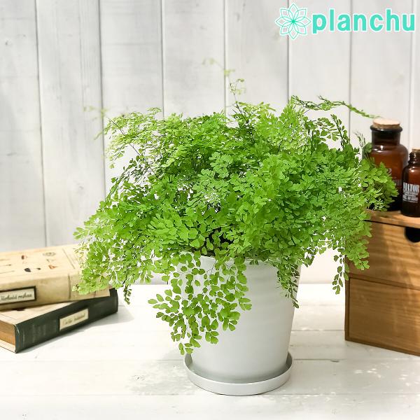 観葉植物 シダ アジアンタム ミクロフィラム 5号鉢 受け皿付き 育て方説明書付き Adiantum Raddianum Micropinnulum ミクロピンヌルム 0299 プランチュ Yahoo 店 通販 Yahoo ショッピング