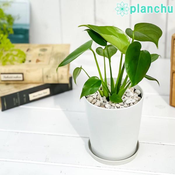 観葉植物 モンステラ 4号鉢 受け皿付き 育て方説明書付き Monstera 0305 プランチュ Yahoo 店 通販 Yahoo ショッピング