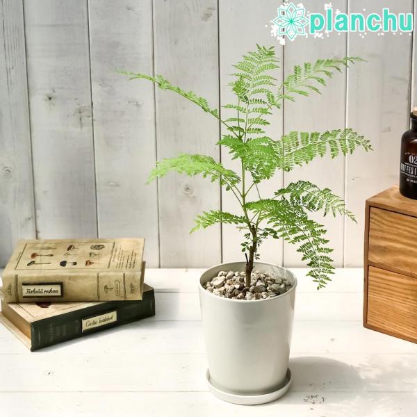 通販で買える観葉植物 ジャカランダ おすすめ11選 種類別 目的別で一挙にご紹介 Biotonique ビオトニーク