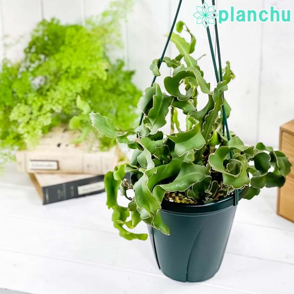 観葉植物 エピフィルム グアテマレンシス 6号吊り鉢 育て方説明書付き Epiphyllum Guatemalense ミニドラゴンフルーツ 森林性サボテン エピフィラム レア 0366 プランチュ Yahoo 店 通販 Yahoo ショッピング