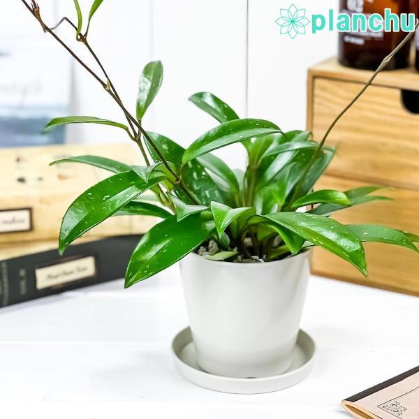 観葉植物 ホヤ プビカリクス シルバーピンク 3 5号鉢 受け皿付き 育て方説明書付き Hoya Pubicalyx Silver Pink 多肉 植物 ガガイモ サクララン 桜蘭 Buyee Buyee Japanese Proxy Service Buy From Japan Bot Online