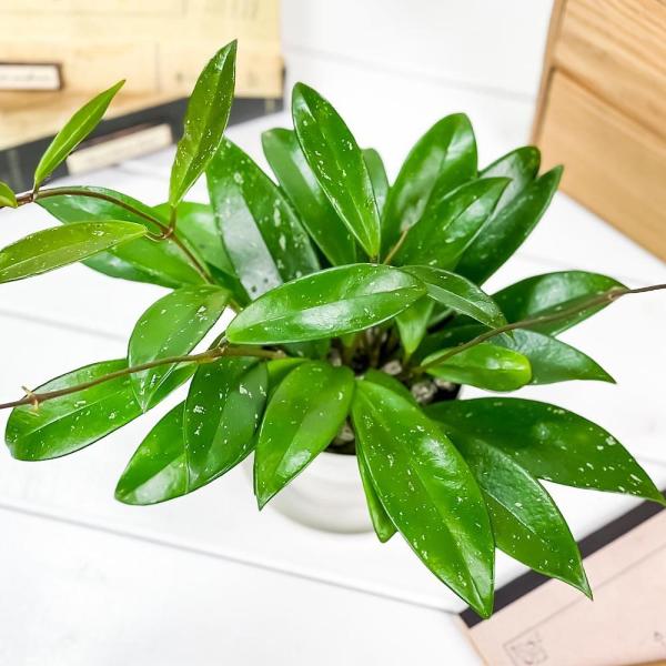 観葉植物 ホヤ プビカリクス シルバーピンク 3 5号鉢 受け皿付き 育て方説明書付き Hoya Pubicalyx Silver Pink 多肉植物 ガガイモ サクララン 桜蘭 Buyee Buyee 提供一站式最全面最專業現地yahoo Japan拍賣代bid代拍代購服務 Bot Online