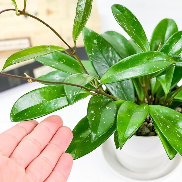 観葉植物 ホヤ プビカリクス シルバーピンク 3 5号鉢 受け皿付き 育て方説明書付き Hoya Pubicalyx Silver Pink 多肉植物 ガガイモ サクララン 桜蘭 Buyee Buyee 提供一站式最全面最專業現地yahoo Japan拍賣代bid代拍代購服務 Bot Online