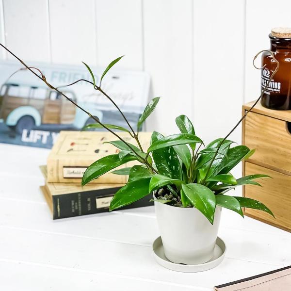 観葉植物 ホヤ プビカリクス シルバーピンク 3 5号鉢 受け皿付き 育て方説明書付き Hoya Pubicalyx Silver Pink 多肉 植物 ガガイモ サクララン 桜蘭 Buyee Buyee 提供一站式最全面最專業現地yahoo Japan拍賣代bid代拍代購服務 Bot Online