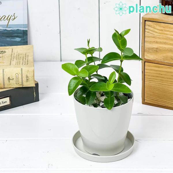 ホヤ 植物 みんな探してる人気モノ ホヤ 植物