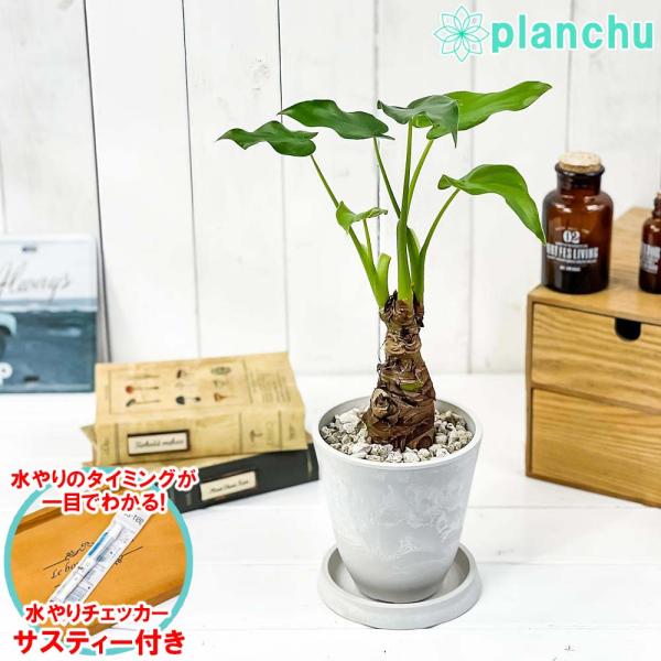 観葉植物 アロカシア シマクワズイモ 4号樹脂鉢 ホワイト 受け皿付き 育て方説明書付き Alocasia Cucullata 0433 プランチュ Yahoo 店 通販 Yahoo ショッピング