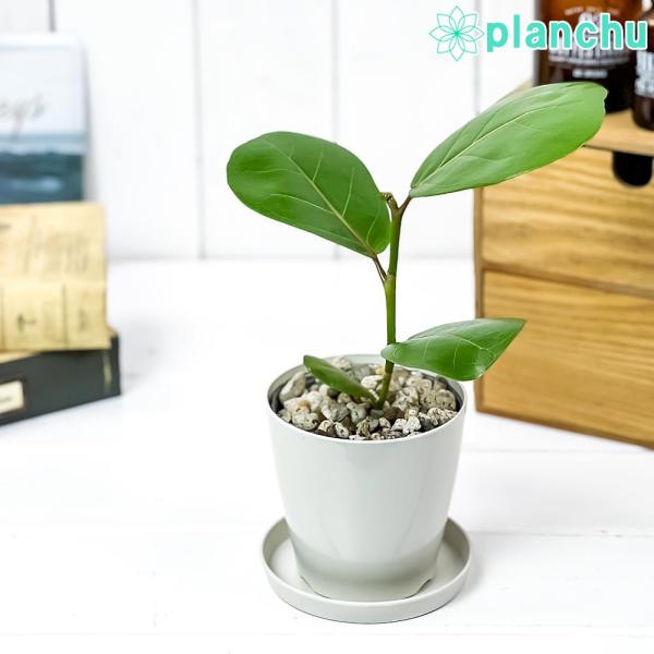 観葉植物 ココロバ シーグレープ 3 5号鉢 受け皿付き 育て方説明書付き Coccoloba Uvifera ハマベブドウ 希少 レア 0466 プランチュ Yahoo 店 通販 Yahoo ショッピング