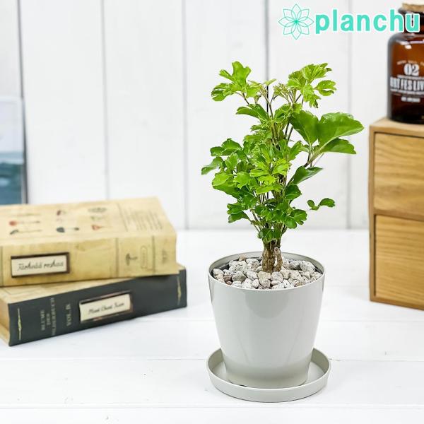 観葉植物 ポリシャス バタフライ 3 5号鉢 受け皿付き 育て方説明書付き Polyscias Cv 0499 プランチュ Yahoo 店 通販 Yahoo ショッピング