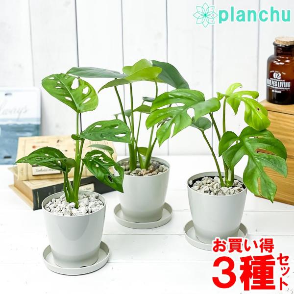 保障できる 観葉植物 ヒメモンステラ3‐3.5号ポット thebabysense.ca