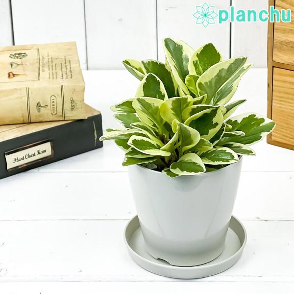 観葉植物 ペペロミア オブツシフォリア 斑入り 3 5号鉢 受け皿付き 育て方説明書付き Peperomia Obtusifolia Variegata キフペペ 0602 プランチュ Yahoo 店 通販 Yahoo ショッピング