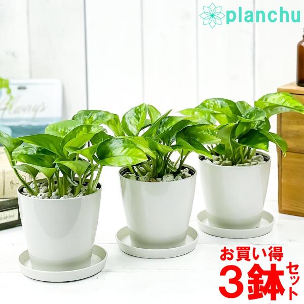 3/20撮影 ポトス グローバル 現品のみ 3号鉢✖️5鉢セット出品 観葉