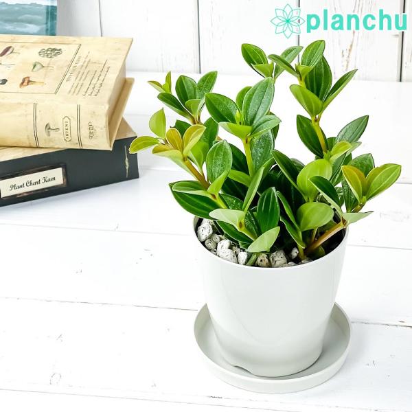 観葉植物 ペペロミア フェアリー 3 5号鉢 受け皿付き 育て方説明書付き Peperomia Cv 希少 レア 0675 プランチュ Yahoo 店 通販 Yahoo ショッピング