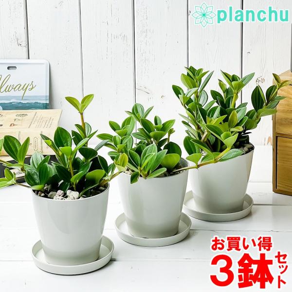 観葉植物 ペペロミア フェアリー 3 5号鉢 3鉢セット 受け皿付き 育て方説明書付き Peperomia Cv 希少 レア 0676 プランチュ Yahoo 店 通販 Yahoo ショッピング