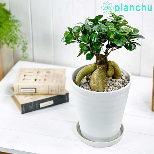 観葉植物 ガジュマル 太幹 6号鉢 受け皿付き 育て方説明書付き Ficus 観葉植物 ガジュマル 太幹 6号鉢 受け皿付き 育て方説明書付き Ficus