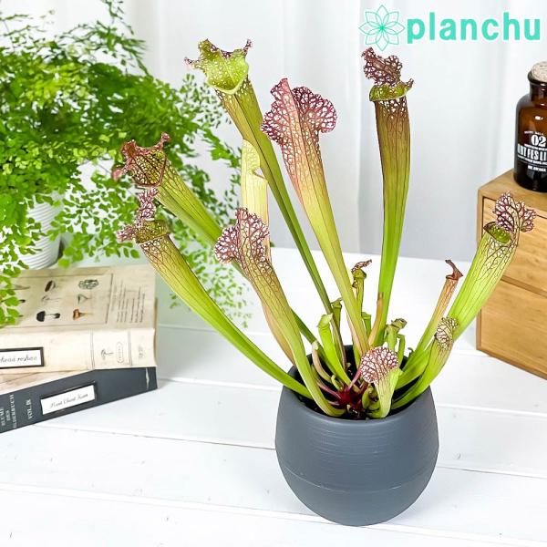 食虫植物 サラセニア レウコフィラ グリーン 4 5号鉢 Sarracenia Leucophylla Green プランチュ Yahoo 店 通販 Yahoo ショッピング