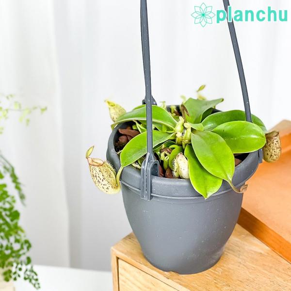 食虫植物 ウツボカズラ ネペンテス フーケリアナ 3 5号吊り鉢 Nepenthes Hookeriana プランチュ Yahoo 店 通販 Yahoo ショッピング