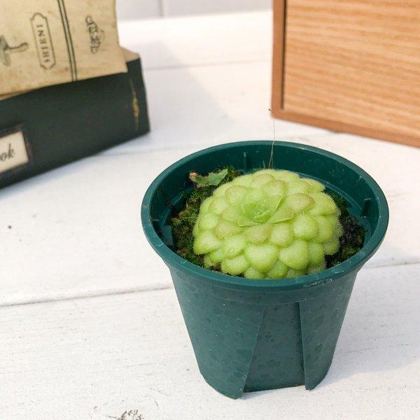 食虫植物 ムシトリスミレ ピンギキュラ ラウエアナ Cp1 2号鉢 Pinguicula Laueana プランチュ Yahoo 店 通販 Yahoo ショッピング