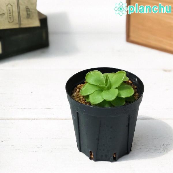 食虫植物 ムシトリスミレ ピンギキュラ ウェサー 2号鉢 育て方説明書付き Pinguicula Weser Ehlersiae Moranensis Buyee Buyee Japanese Proxy Service Buy From Japan Bot Online