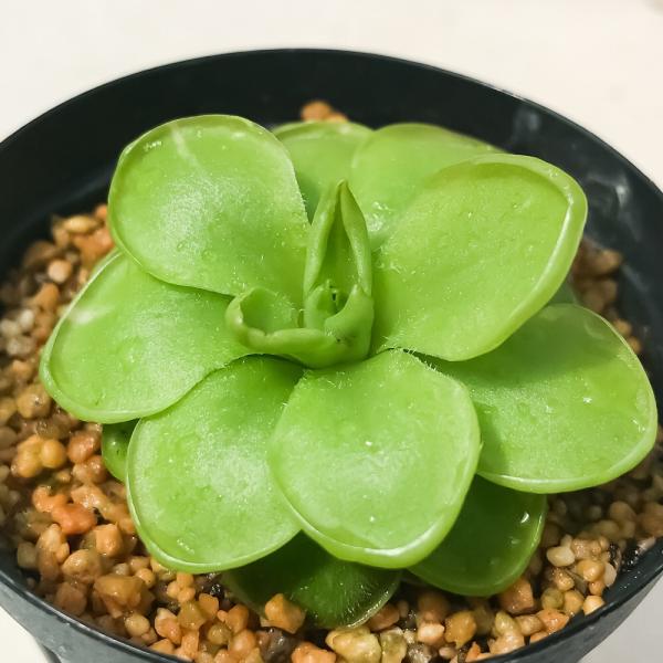 食虫植物 ムシトリスミレ ピンギキュラ ウェサー 2号鉢 育て方説明書付き Pinguicula Weser Ehlersiae Moranensis Buyee Buyee Japanese Proxy Service Buy From Japan Bot Online