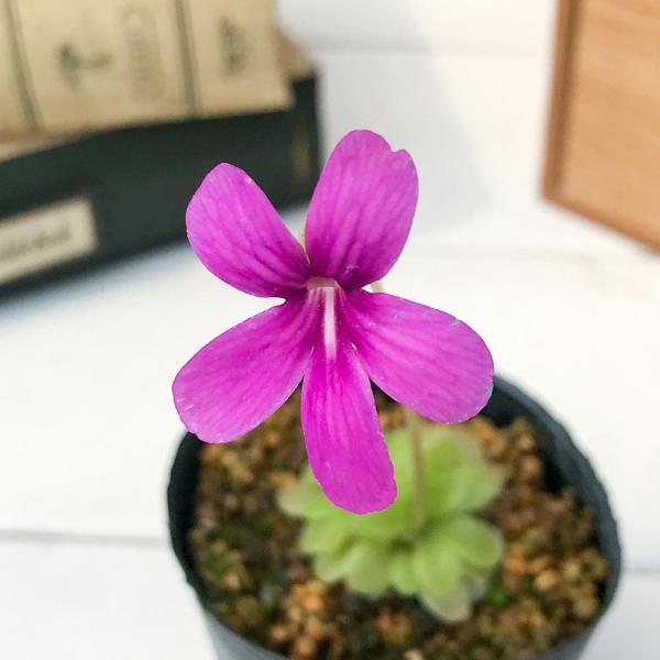 食虫植物 ムシトリスミレ ピンギキュラ ウェサー 2号鉢 育て方説明書付き Pinguicula Weser Ehlersiae Moranensis Buyee Buyee Japanese Proxy Service Buy From Japan Bot Online