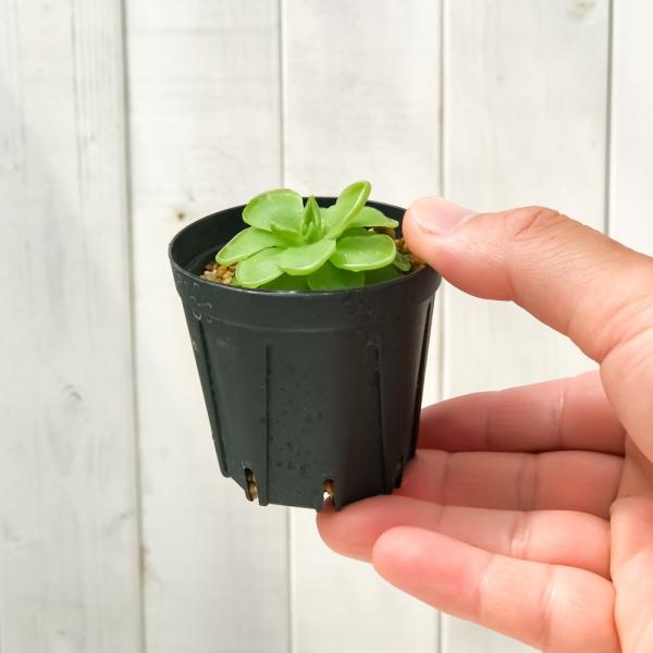 食虫植物 ムシトリスミレ ピンギキュラ ウェサー 2号鉢 育て方説明書付き Pinguicula Weser Ehlersiae Moranensis Buyee Buyee Japanese Proxy Service Buy From Japan Bot Online