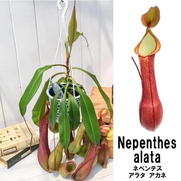 食虫植物 ウツボカズラ ネペンテス アラタ アカネ 5号吊り鉢 Nepenthes Alata 育て方説明書付き 狂氣令嬢 茜 アラータ Buyee Buyee 日本の通販商品 オークションの代理入札 代理購入