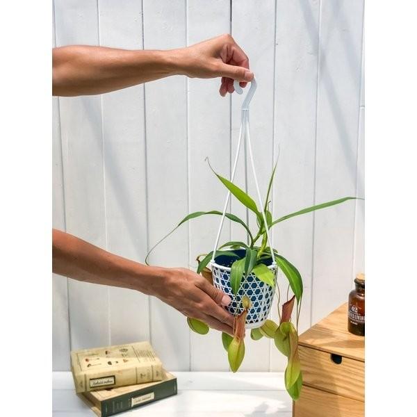 食虫植物 ウツボカズラ ネペンテス アラタ アオ 4号吊り鉢 Nepenthes Alata 育て方説明書付き アラータ Buyee Buyee 일본 통신 판매 상품 옥션의 대리 입찰 대리 구매 서비스