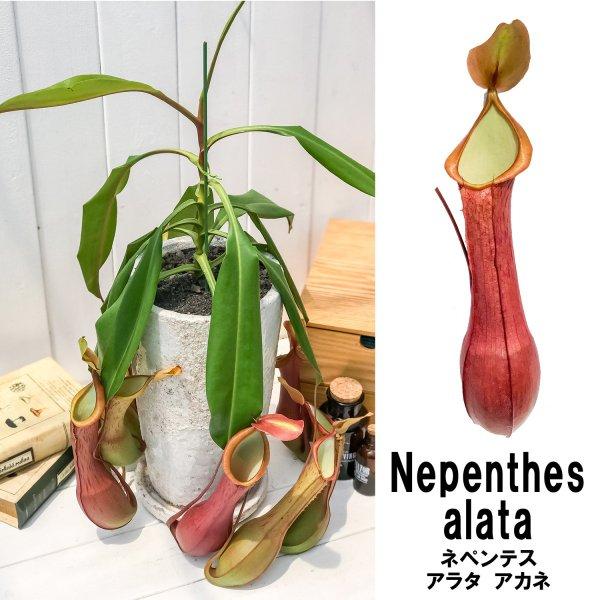 食虫植物 ウツボカズラ ネペンテス アラタ アカネ 陶器鉢植え 受け皿付き 育て方説明書付き アラータ プランチュ Yahoo 店 通販 Yahoo ショッピング