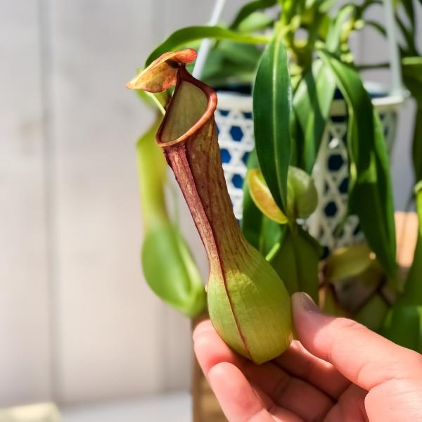 食虫植物 ウツボカズラ ネペンテス アラタ アカ 4号吊り鉢 Nepenthes Alata 育て方説明書付き アラータ Buyee 日本代购平台 产品购物网站大全 Buyee一站式代购 Bot Online