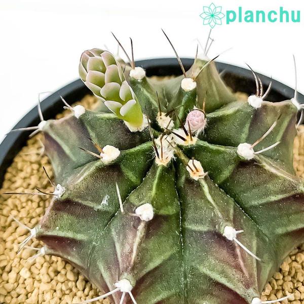 サボテン ギムノカリキウム 牡丹玉 ぼたんぎょく 3号鉢 Gymnocalycium Mihanovichii Buyee Buyee Japanese Proxy Service Buy From Japan Bot Online