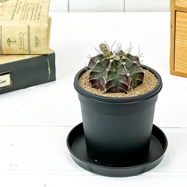 サボテン ギムノカリキウム 牡丹玉 ぼたんぎょく 3号鉢 Gymnocalycium Mihanovichii Buyee Buyee Japanese Proxy Service Buy From Japan Bot Online