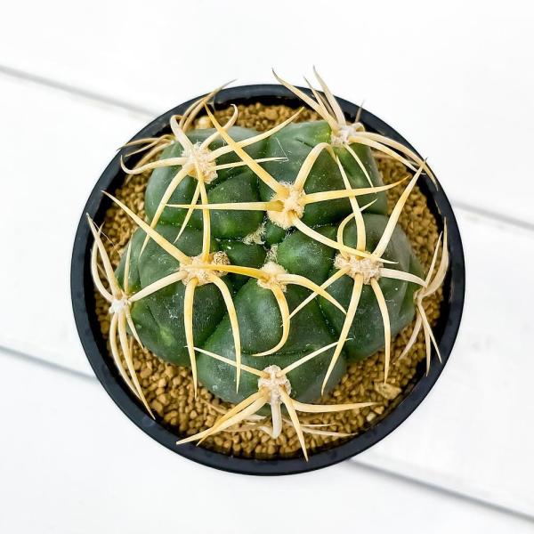 サボテン ギムノカリキウム 海王丸 かいおうまる 3号鉢 Gymnocalycium Denudatum Var Paraguayensis Buyee Buyee 提供一站式最全面最專業現地yahoo Japan拍賣代bid代拍代購服務 Bot Online