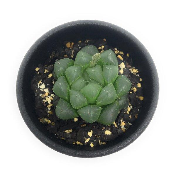 多肉植物 ハオルチア 青水晶 2 5号鉢 ハオルシア Haworthia プランチュ Yahoo 店 通販 Yahoo ショッピング