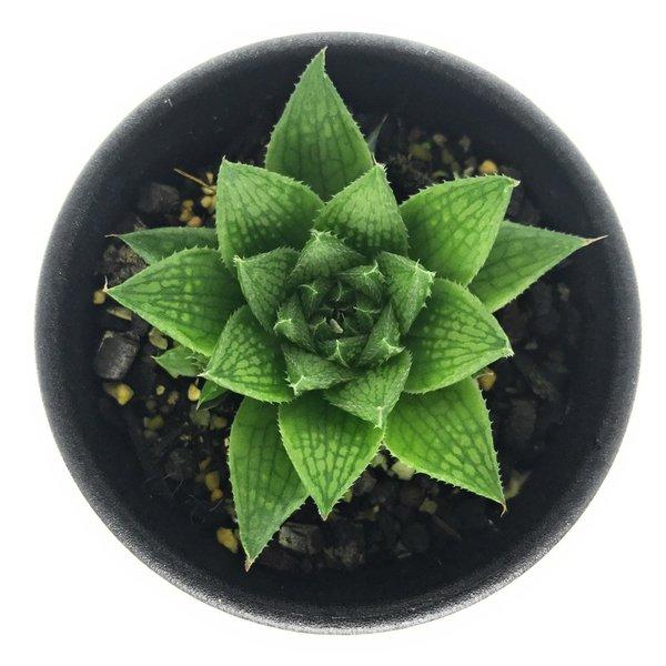 多肉植物 ハオルチア マルミアーナ Var マルミアーナ Jdv93 11 S Sterkstroom 2 5号鉢 ハオルシア Haworthia Marumiana Var Marumiana プランチュ Yahoo 店 通販 Yahoo ショッピング