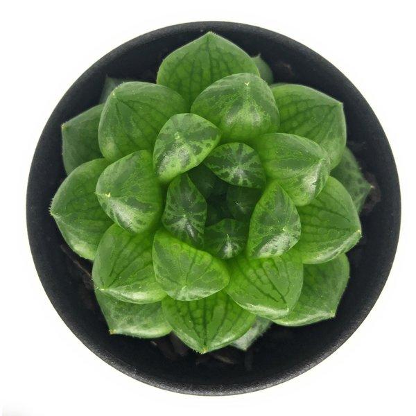 多肉植物 ハオルチア トランシエンス Cl1 Evj6792 Dieprivier 2 5号鉢 ハオルシア Haworthia Transiens プランチュ Yahoo 店 通販 Yahoo ショッピング