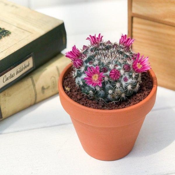 サボテン マミラリア 桃花丸 3号陶器鉢 Mammillaria Scrippsiana プランチュ Yahoo 店 通販 Yahoo ショッピング
