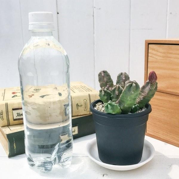 サボテン エキノケレウス 桃太郎 ももたろう 3号鉢 Echinocereus Pentalophus Momotarou Buyee Buyee Japanese Proxy Service Buy From Japan Bot Online