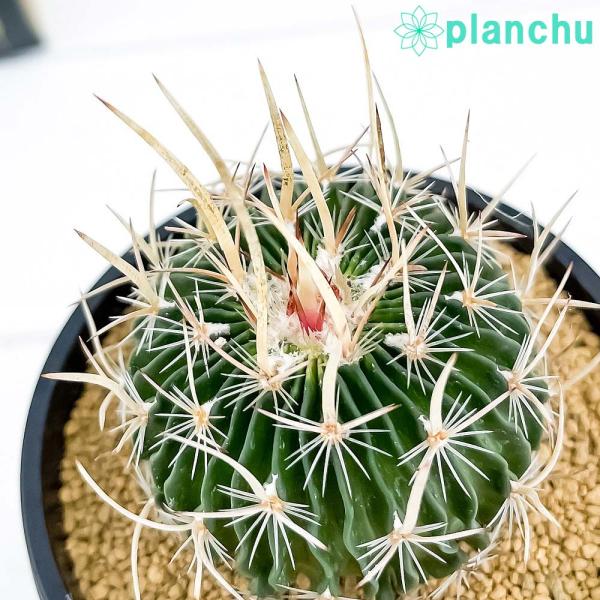 サボテン エキノフォスロカクタス ランシフェル 3号鉢 Echinofossulocactus Buyee Servicio De Proxy Japones Buyee Compra En Japon