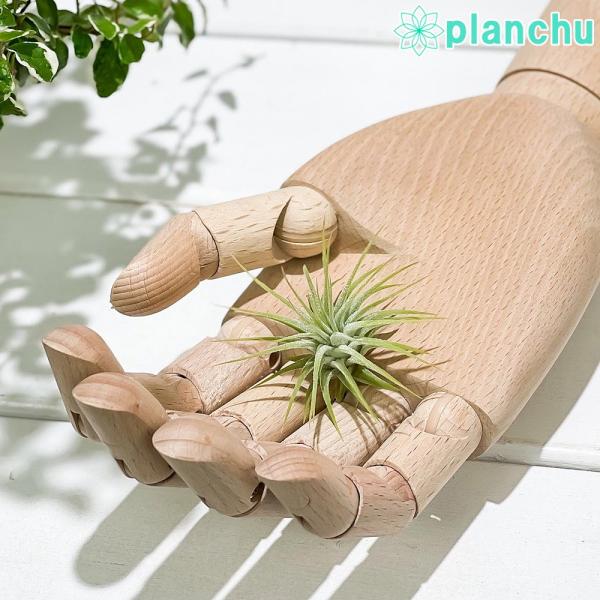 エアプランツ チランジア イオナンタ Ssサイズ Tillandsia エアープランツ ティランジア ブロメリア プランチュ Yahoo 店 通販 Yahoo ショッピング